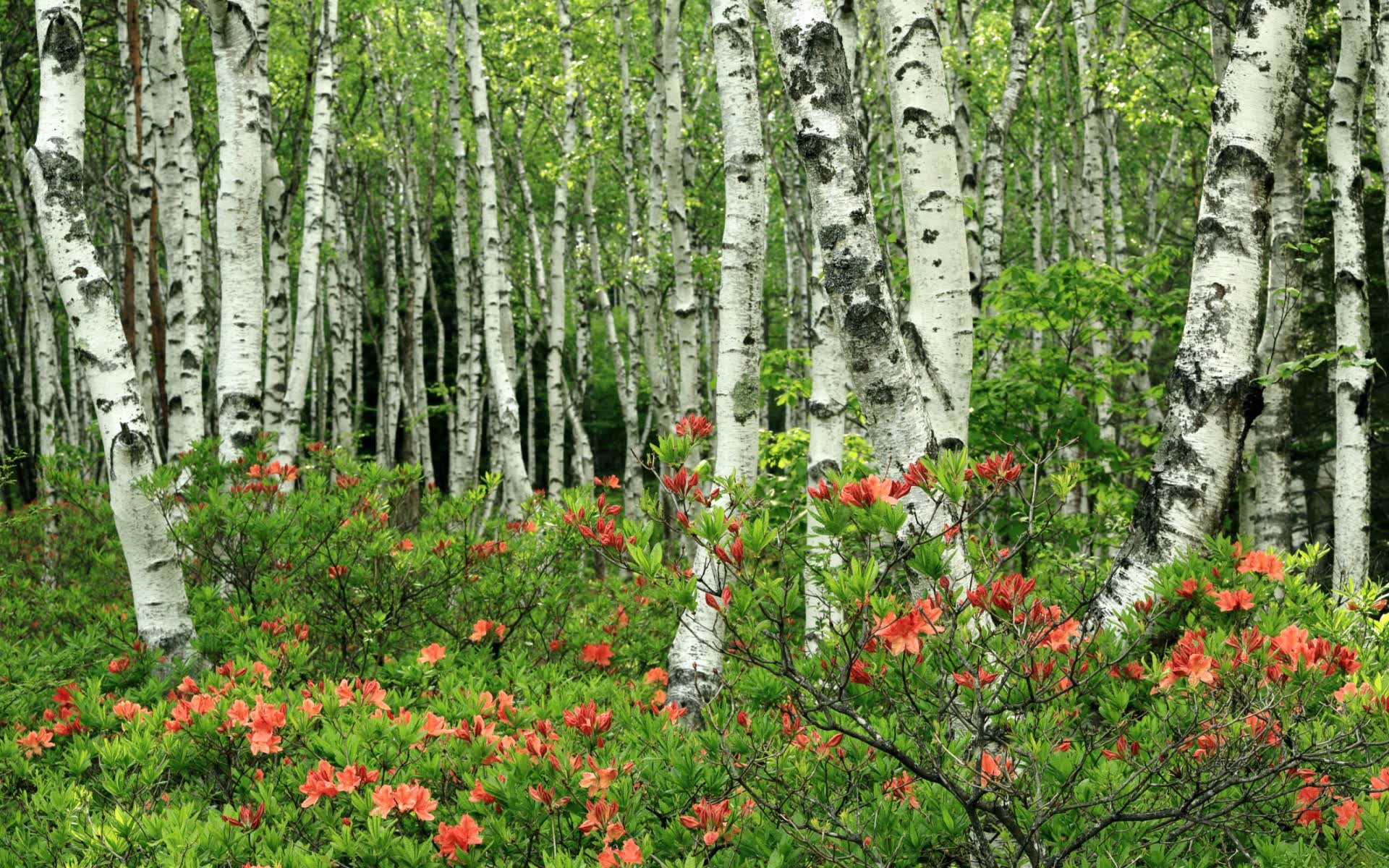 世界板球乡村场地建设示范项目启动,板球世界排名